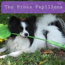 The Pines Papillons