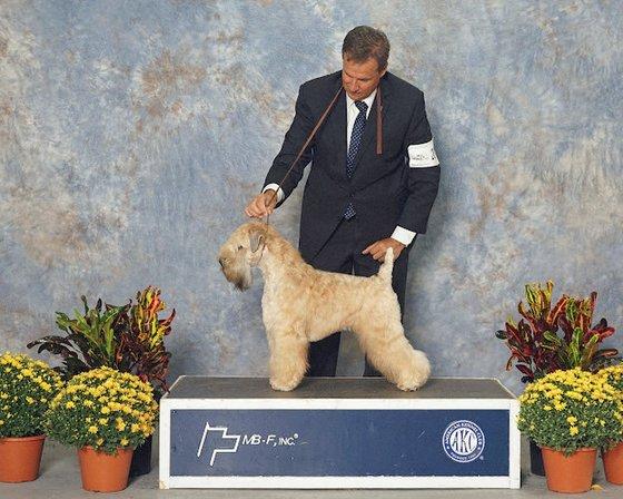 Brian Tuel's Dog Training At Your Door