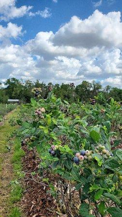 Margo's Blueberry Farm