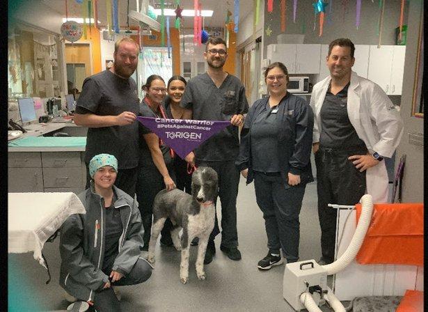 Veterinary Surgery Center of Sarasota