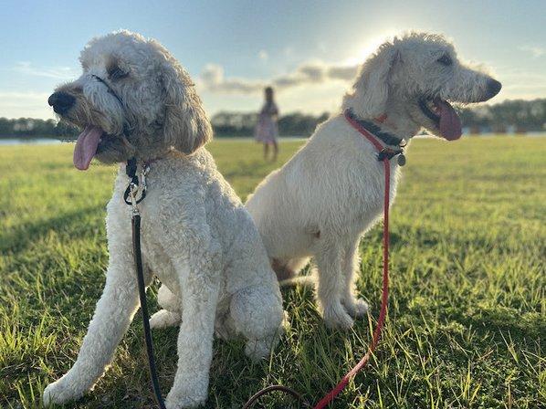 Swan Family Dog Training