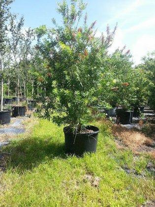 King's Nursery LLC