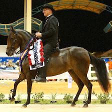 Fox Hill Paso Fino Farm LLC