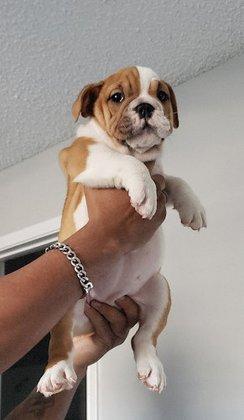 Mad Science Bully kennel