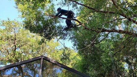 Arbor Tree Rescue