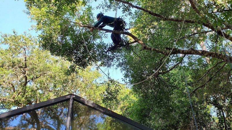 Arbor Tree Rescue