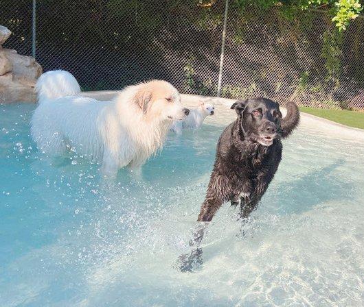 Dog World Sarasota
