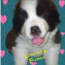 Akc Saint Bernard Puppies