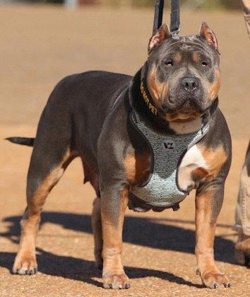 Golden Bullys Kennel