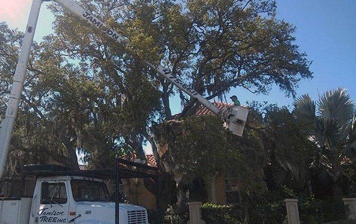 Jamison Tree Service Inc