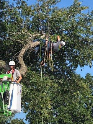 Lamb Tree Care