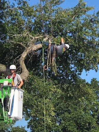 Lamb Tree Care
