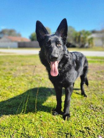 DarkSide K9's