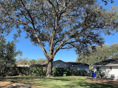 Monkey Business Tree Care Specialists