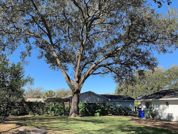 Monkey Business Tree Care Specialists