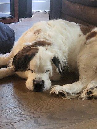 Akc Saint Bernard Puppies