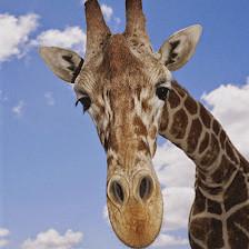 Giraffe Packaging