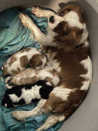 Wonderland Cavaliers