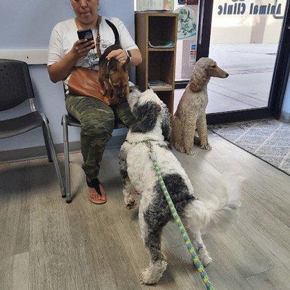 Kindness Animal Clinic