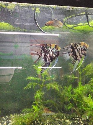 My Business-fish & plants
