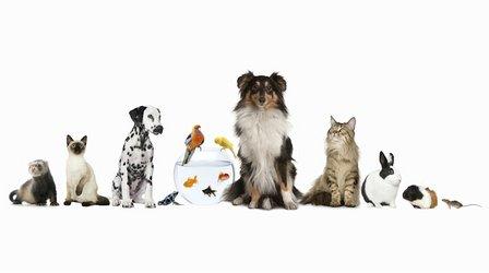 Englewood Animal Hospital