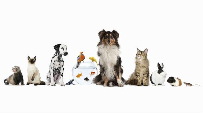 Englewood Animal Hospital