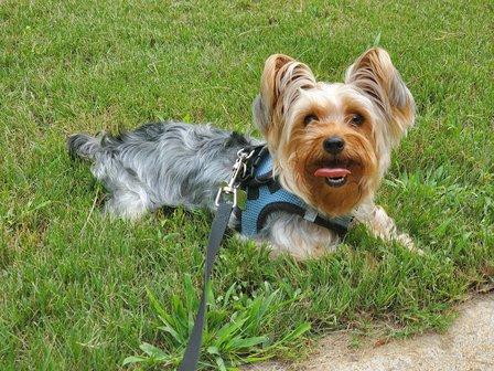 Minimagic Yorkie
