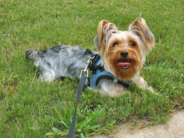 Minimagic Yorkie