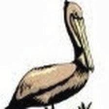 Pelican Marine Center