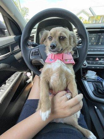 Magic Pet Parlor LLC