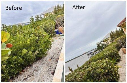 Sarasota Mangrove Trimming