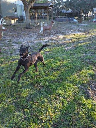 Shelley Parker Pet Resort