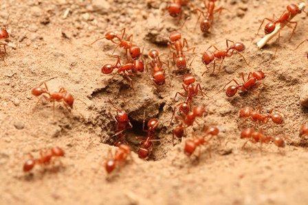 Turner Pest Control
