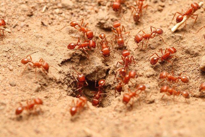 Turner Pest Control