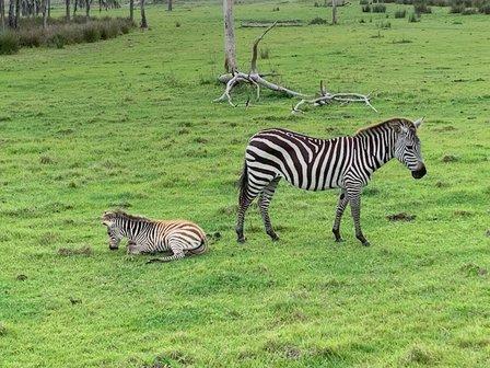 Safari Wilderness