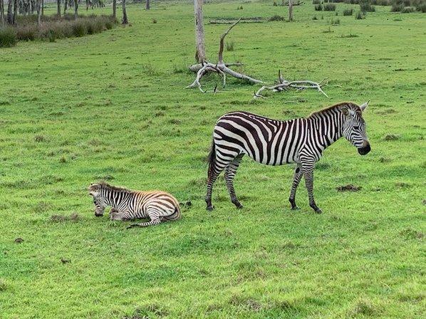 Safari Wilderness