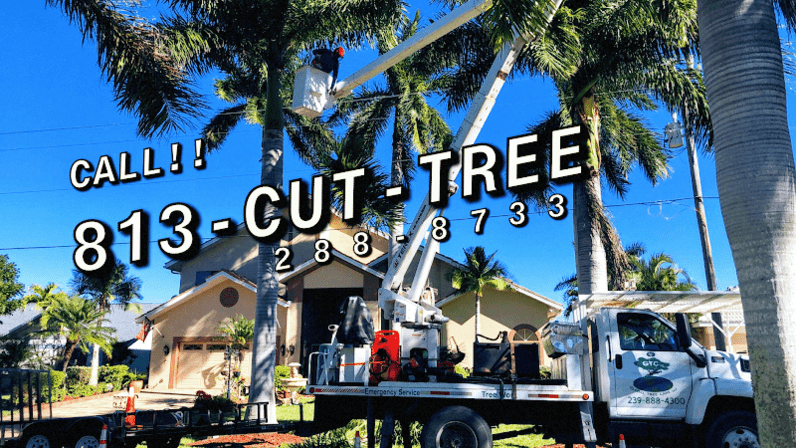 Global Tree Care
