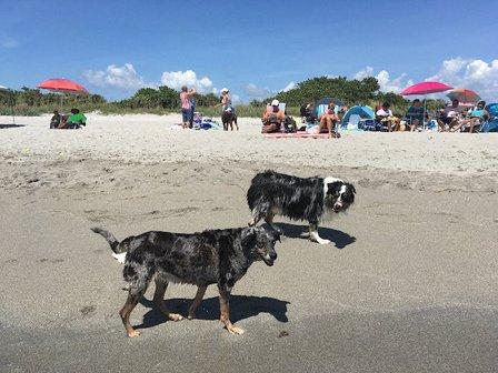 Dr. Nina's Animal Hospital Sarasota