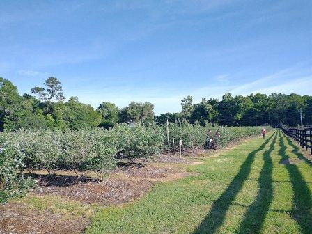 ABSHIER FARMS INC