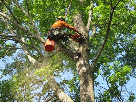 Tree-Mendous Tree Service, Inc