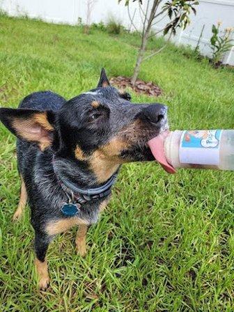 Pup Popz