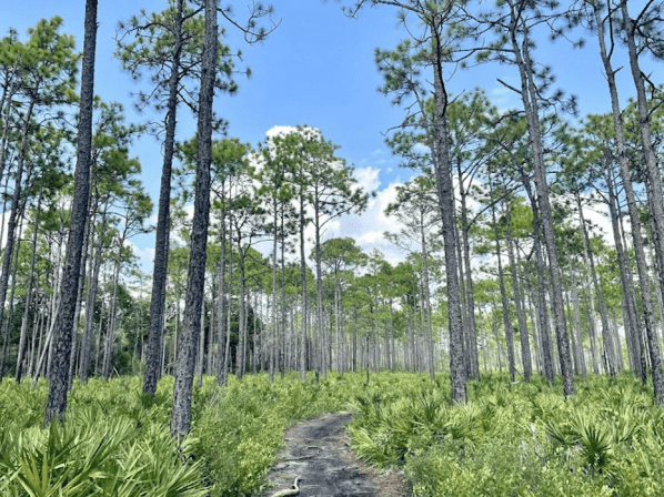 Environmental Consultants of Florida
