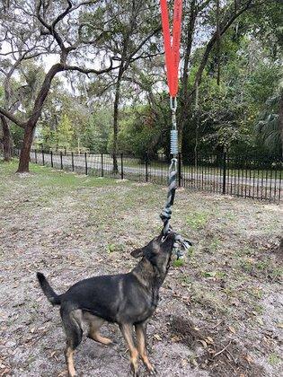 Precision Canine Performance