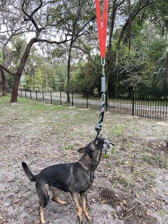 Precision Canine Performance