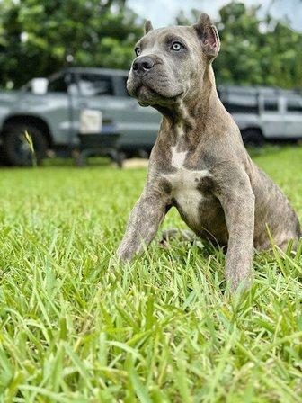 Florida Kennel Supply