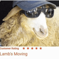 Lambs Moving