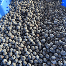 Whitehead’s Blueberry Farm, Inc.