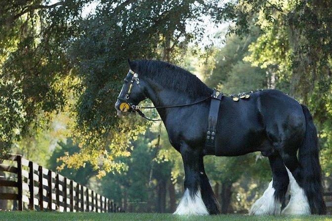 Gypsy Gold Horse Farm