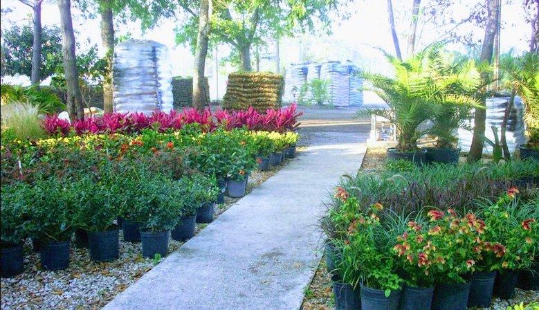County line Nursery and sodding