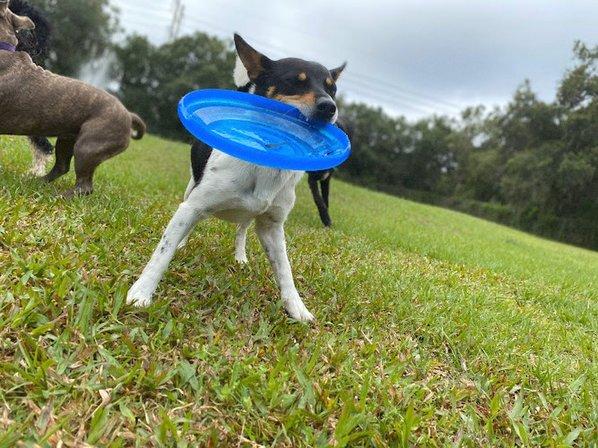 AAA Pet Resort